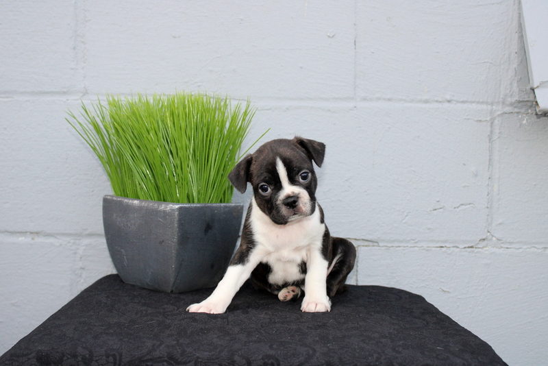 puppy, for, sale, Boston Terrier, Matthew B. Stoltzfus, dog, breeder, Gap, PA, dog-breeder, puppy-for-sale, forsale, nearby, find, puppyfind, locator, puppylocator, aca